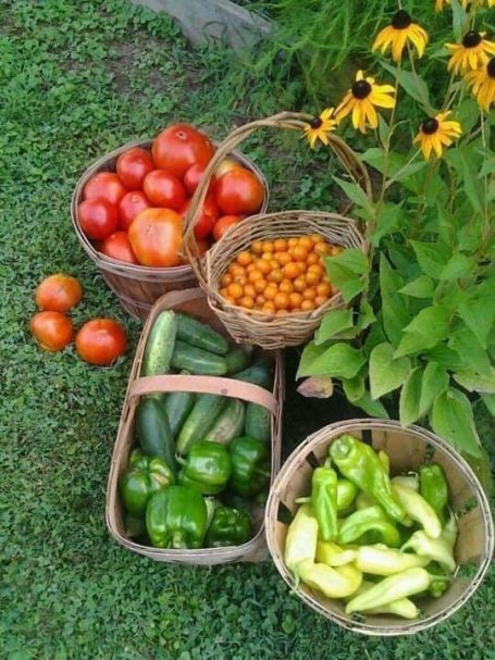 ~ Food from our garden ~