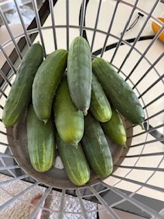 ~ Growing cucumbers ~