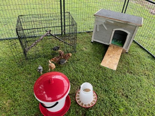~ Raising chickens ~