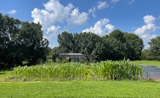 ~ Growing Sweet Corn ~