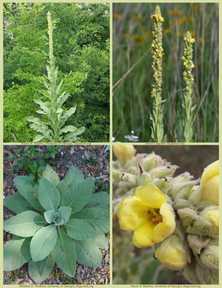 ~ Wild grow mullein ~