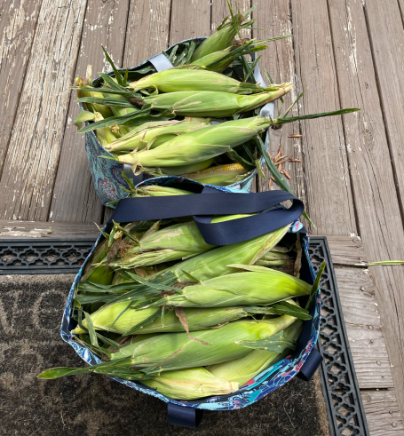 ~ Picked sweet corn ~