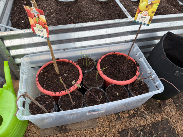 ~ Growing fruits & trees indoors before transplanting them outdoors in Spring ~